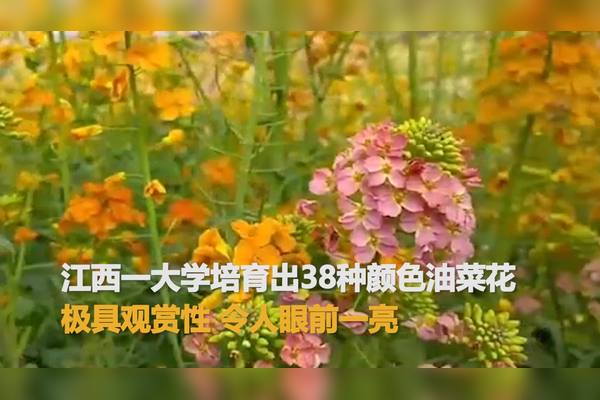 江西农大彩色油菜花研究取得新进展:新增5个花色品种 江西农大彩色油菜花研究取得新进展:新增5个花色品种