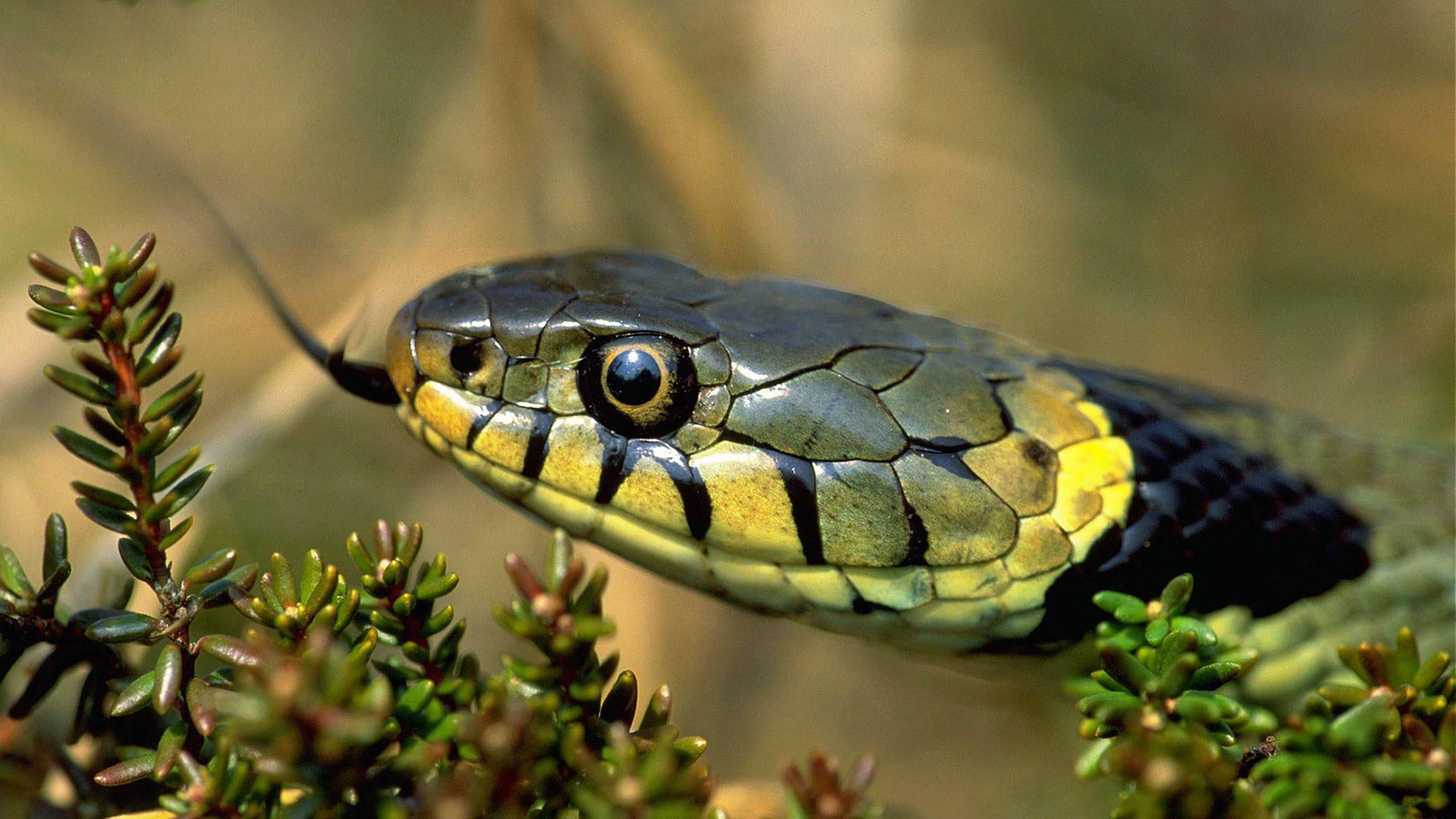 Thüringen: Artenvielfalt Von Amphibien Und Reptilien Im Neuen Atlas Dokumentiert Thüringen: Artenvielfalt Von Amphibien Und Reptilien Im Neuen Atlas Dokumentiert